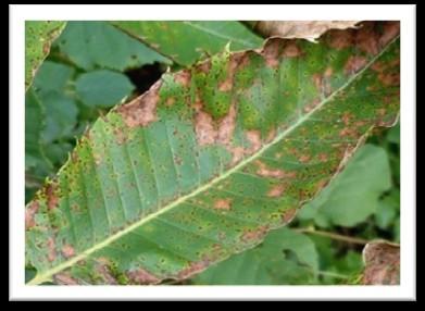 Fersa (Nebbia delle castagne) I sintomi della pianta La fersa è causata dal fungo Mycosphaerella maculiformis.