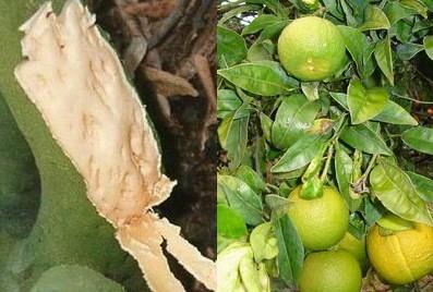Figura 8 Attacco del CTV su piante di limone Altre forme di manifestazione della presenza dell infestante virulento sono (Figura 9): Necrosi al punto d innesto; Frutti di pezzatura diversa; Nanismo;