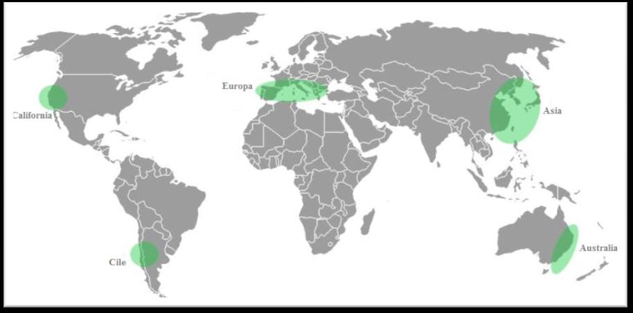 La castagna nel mondo La produzione mondiale castanicola si concentra in due macroaree: l area sud asiatica con Cina, Giappone, Corea del Nord e Corea del Sud da cui proviene circa il 80% della