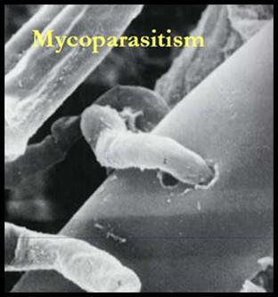 sono oggi le principali sfide nei settori della ricerca e dello sviluppo di biofungicidi a base di Trichoderma.