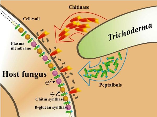 Figura 34 Fase 1: Il trichoderma rilascia gli enzimi litici che raggiungono la cellula ospite; Fase 2: i prodotti a basso peso molecolare rilasciati dalla cellula ospite raggiungono il trichoderma e