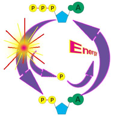 Rigenerazione dell ATP Continuamente, nel nostro organismo, si realizzano queste due reazioni: 1. ATP --> ADP + P + Energia 2.