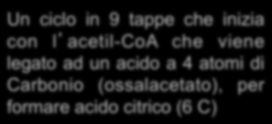 (ossalacetato), per formare acido citrico (6 C)