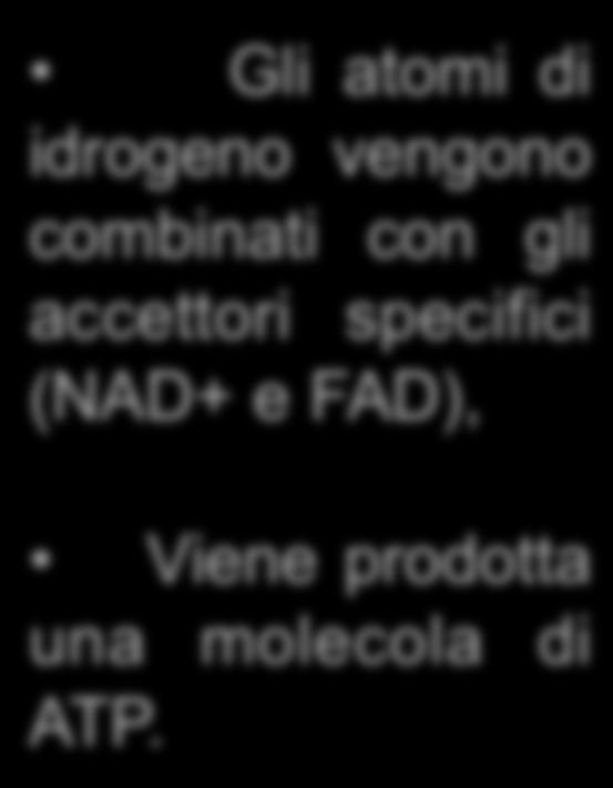 un acido (NAD+ a e 5 FAD), atomi di C che si trasforma