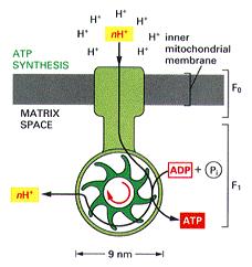 catalizzata verso destra, l'enzima è comunemente chiamato ATP-sintasi ed è responsabile della sintesi di adenosintrifosfato (ATP)