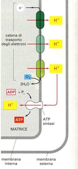 Catena respiratoria Serie di reazioni in cui il potere riducente di NADH e FADH2, prodotto durante la glicolisi ed il ciclo di Krebs, viene usato per produrre molecole di ATP.