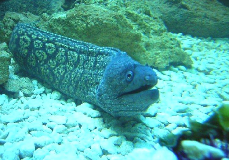 5 L'Acquario Laguna, profondità massima 20 m. 6 Hana Iti Laguna, profondità massima 12 m.