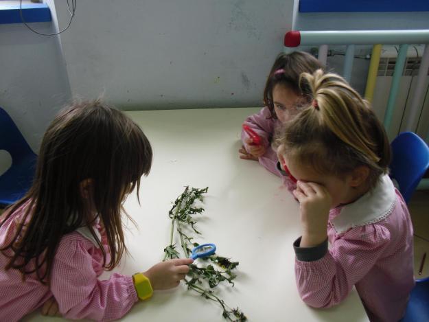I bambini osservano due delle piante raccolte: - Una è secca perché