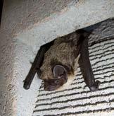 Varie: Se i pipistrelli accedono all interno dell edificio è consigliabile usare il modello 2FR.