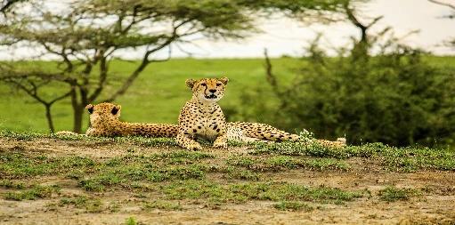 GIORNO 1 ITALIA / KILIMANJARO ARUSHA (1,20 h soste escluse) Partenza per la Tanzania dall Italia.