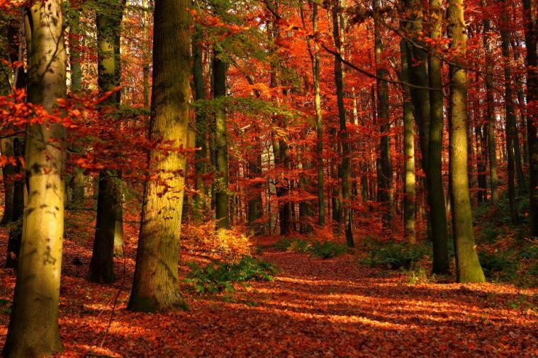 OTTOBRE Arriva l autunno e le foglie chiazzate di rosso e giallo cadono dai rami Anche la pioggia cade senza sosta. Francesca Lanzo Il cielo grigio Plop, tum, chrrr Gocce di pioggia sul davanzale.