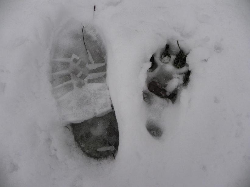 DICEMBRE Un mattino, appena alzati, pieni di sonno, d improvviso, aperta la porta, vedemmo la neve Maryem Ben Naouri Sulla neve bianca, orme distinte di un uomo e del suo cane.