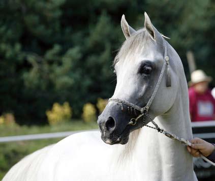 Bronze Medal Colts Simeon Sharav x Sharvar Montana