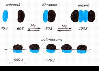 le subunità un filamento