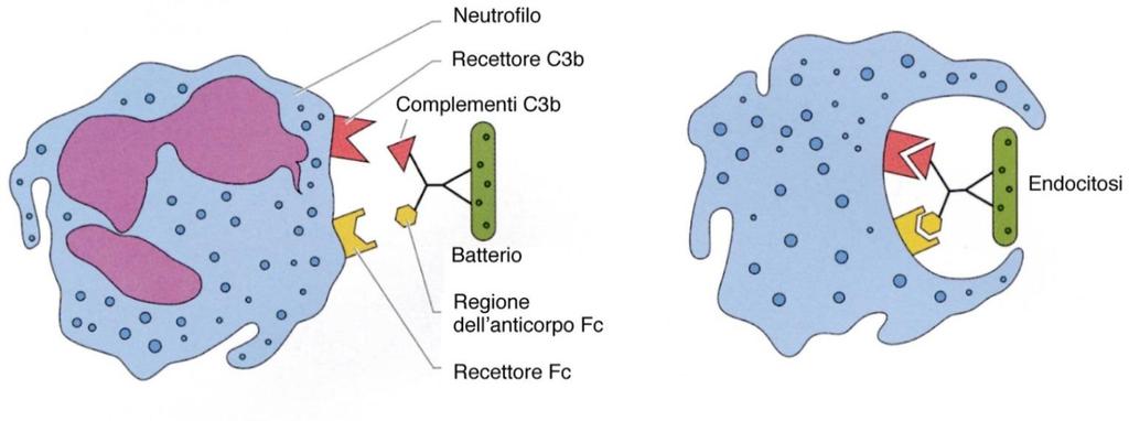 Riconoscimento dei patogeni tramite Toll-like receptors