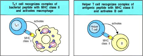 antigene-mhc II ed attiva macrofagi e linfociti citotossici CD8+ T