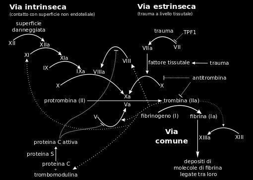 Il sistema è attivato dai fattori della coagulazione: Fattori che si attivano a cascata, fino ad arrivare all attivazione della