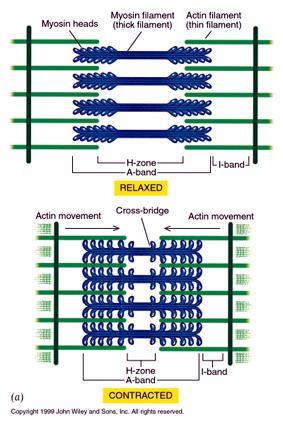 Sarcomero La contrazione è dovuta allo