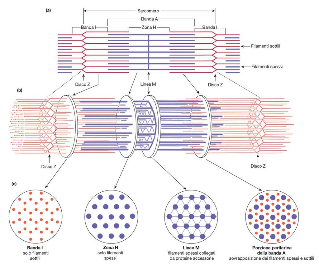 Sarcomero In sezione trasversale, a livello della banda A, i filamenti spessi appaiono disposti a formare un disegno triangolare estremamente regolare.