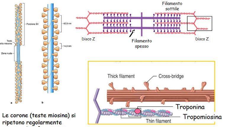 Le teste di miosina si ripetono regolarmente