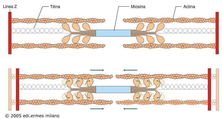 Eventi molecolari durante la contrazione muscolare - Teoria dello scorrimento dei miofilamenti - L accorciamento del sarcomero durante la contrazione muscolare