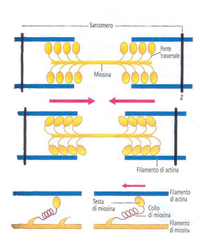 - Teoria dello scorrimento dei miofilamenti - 1.
