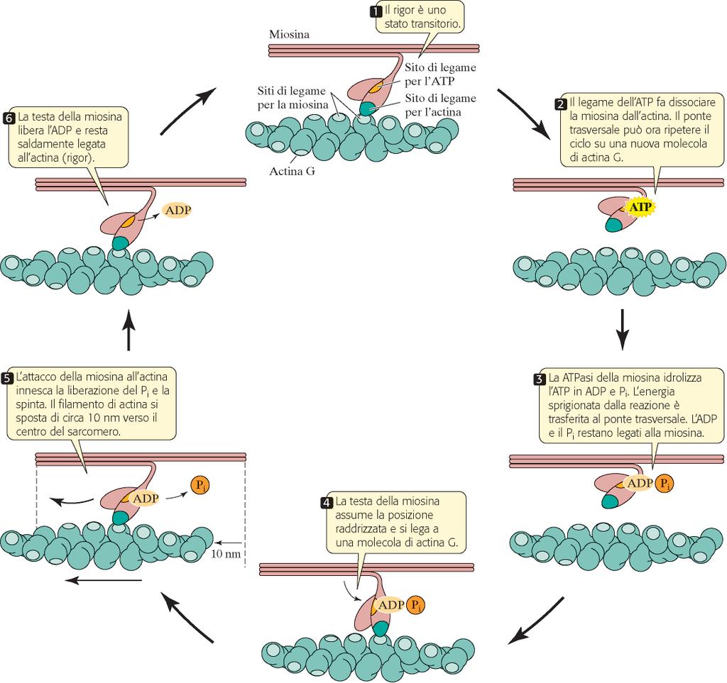 Ciclo di attività