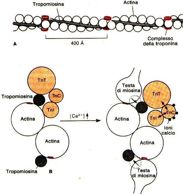 Attivazione della contrazione muscolare da parte del Ca 2+ 4 ioni Ca 2+ si legano alla troponina C inducendone un cambiamento