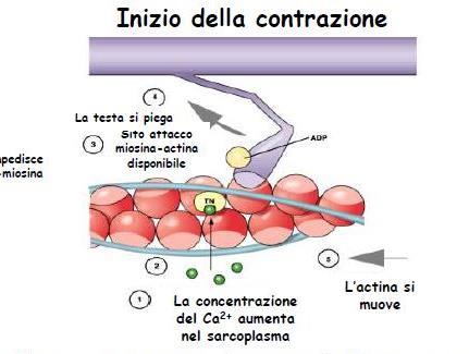 Attivazione della contrazione muscolare da parte del Ca 2+ Durante lo stato rilasciato la contrazione è impedita dalla tropomiosina che blocca l interazione acto-miosinica La