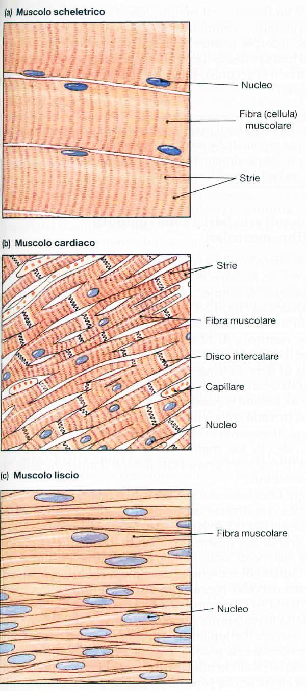Tessuto muscolare scheletrico, cardiaco, liscio Le fibre muscolari scheletriche sono grandi cellule multinucleate che appaiono striate al microscopio.