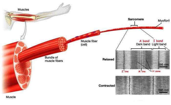 Sarcomero Durante la contrazione il sarcomero si accorcia per l'avvicinamento delle due linee Z.