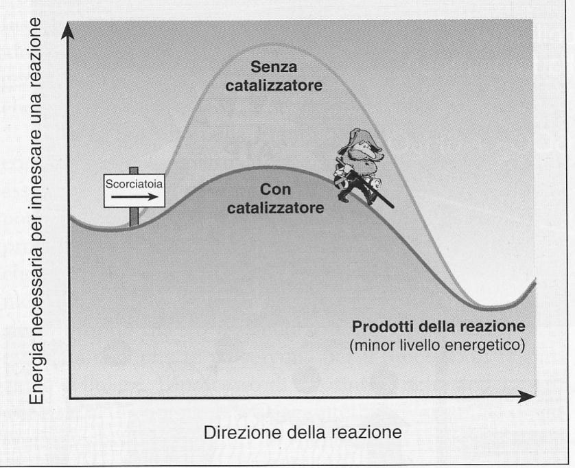 Enzimi In definitiva gli enzimi accelerano le reazioni chimiche diminuendo l energia di attivazione.