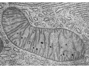 Catabolismo Delle Proteine ATP Ciclo di Krebs Membrana Esterna Cresta