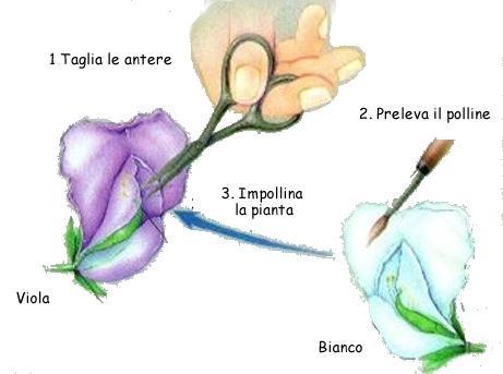 incrociata: ad esempio, prelevò del polline da una varietà dal