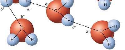 Questa forza è determinata dai ponti tra l idrogeno e l ossigeno tra le diverse molecole d acqua Ragno d acqua Scarsa bagnabilità α α Elevata bagnabilità L