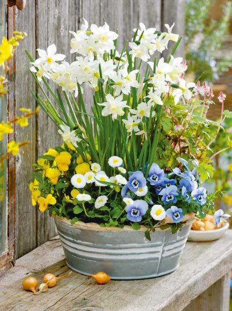 Primavera 58 Segnali di primavera COSA SERVE in 8 vasetti di narciso bianco (Narcissus) 1 cespo di tiarella