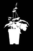 Annaffiate le piante, toglietele dal vaso e disponetele nel mastello, i narcisi e la tiarella sullo sfondo.