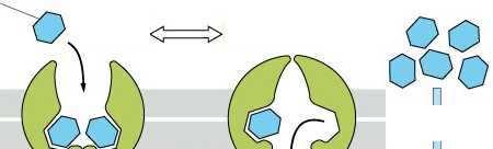 soluto stato A Diffusione Facilitata stato B bilayer lipidico esterno interno gradiente di concentrazione proteina carrier sito di legame del soluto es.