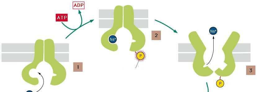 Ciclo della pompa Na + /K + ATPasi fosforilazione ATP-dipendente la proteina subisce