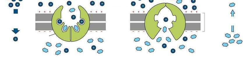 Trasporti accoppiati al gradiente di Na Nelle cellule animali molti processi di trasporto di membrana sono accoppiati al gradiente del Na. Es.