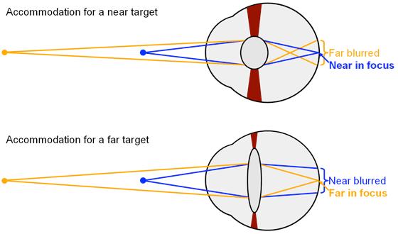 //indizi monoculari: accomodazione Accomodazione (monoculare): l occhio cambia il suo fuoco processo di variazione dello spessore del cristallino in funzione della distanza di un oggetto controllato