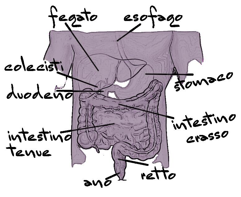 Peritoneo e Intestino Stomaco e Duodeno Cardiomiotomia extramucosa Esofago-cardioplastica Gastroectomia totale Gastroectomia totale per via toraco-laparotomica Intervento per fistola