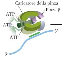 IL CARICATORE DELLA PINZA DELLA DNA POLIMERASI Nella conformazione ATP-