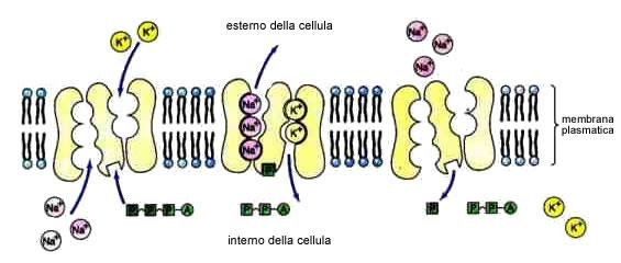 Quando degli ioni attraversano in salita una membrana cellulare con verso contrario a quello del gradiente di concentrazione, il processo viene definito trasporto attivo.