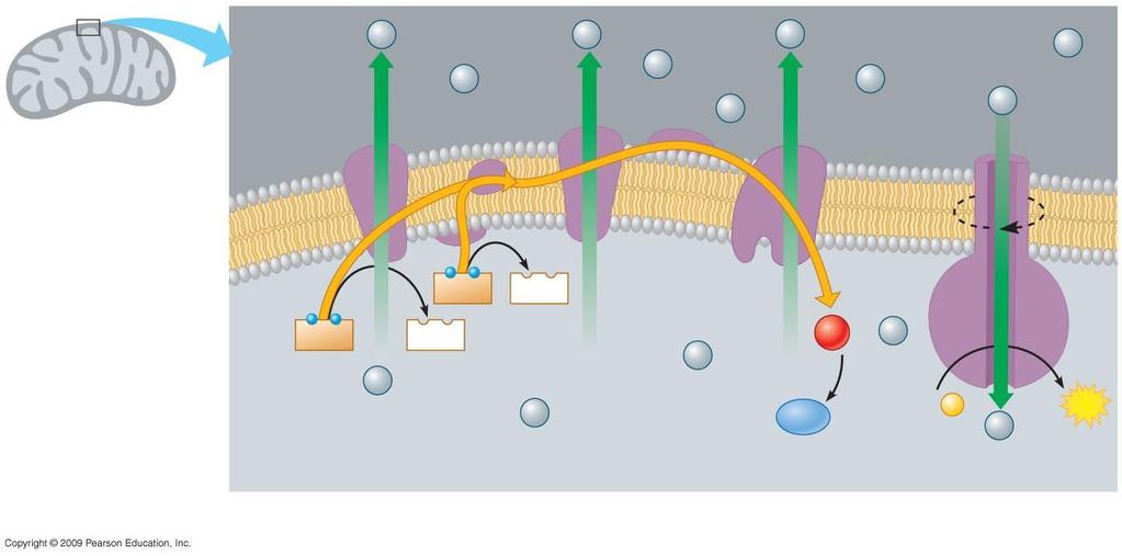 Spazio intermembrana Complesso enzimatico per il trasporto di elettroni H + H + Trasportatore di elettroni H + H + H + H + H + H + H + ATP sintetasi Membrana mitocondriale interna