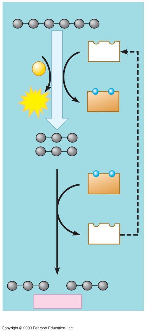 GLICOLISI Glucosio 2 ADP + 2 P 2 NAD + 2 ATP 2 NADH 2