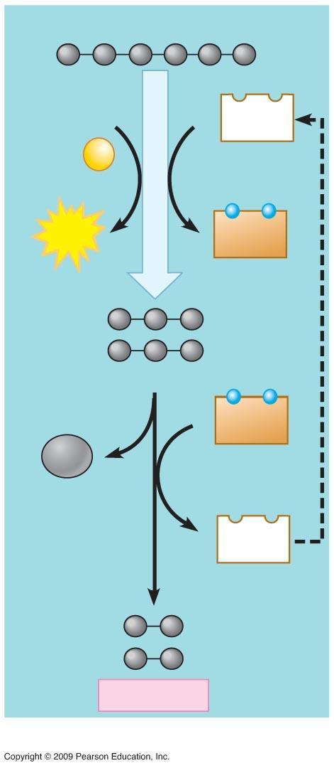 GLICOLISI Glucosio 2 ADP + 2 P 2 NAD + 2 ATP 2 NADH 2 Piruvato 2