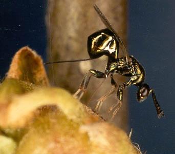 Il parassitoide: Torymus sinensis BIOINFOCAST Un buon esempio