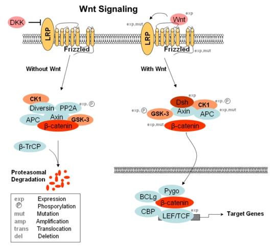 FUNZIONI DI APC Trasduzione del segnale nel wnt-signaling pathway Mediazione nella adesione intercellulare Stabilizzazione del citoscheletro Possibile regolazione del ciclo cellulare e apoptosi In