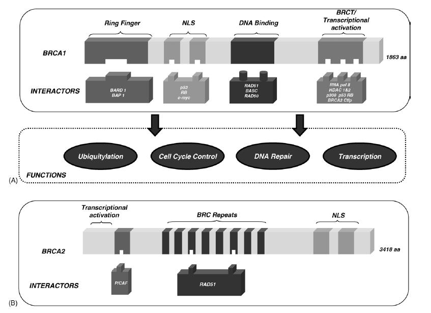 STRUTTURA E FUNZIONI La struttura di BRCA1 non mostra omologia con altri geni sebbene ci siano dei
